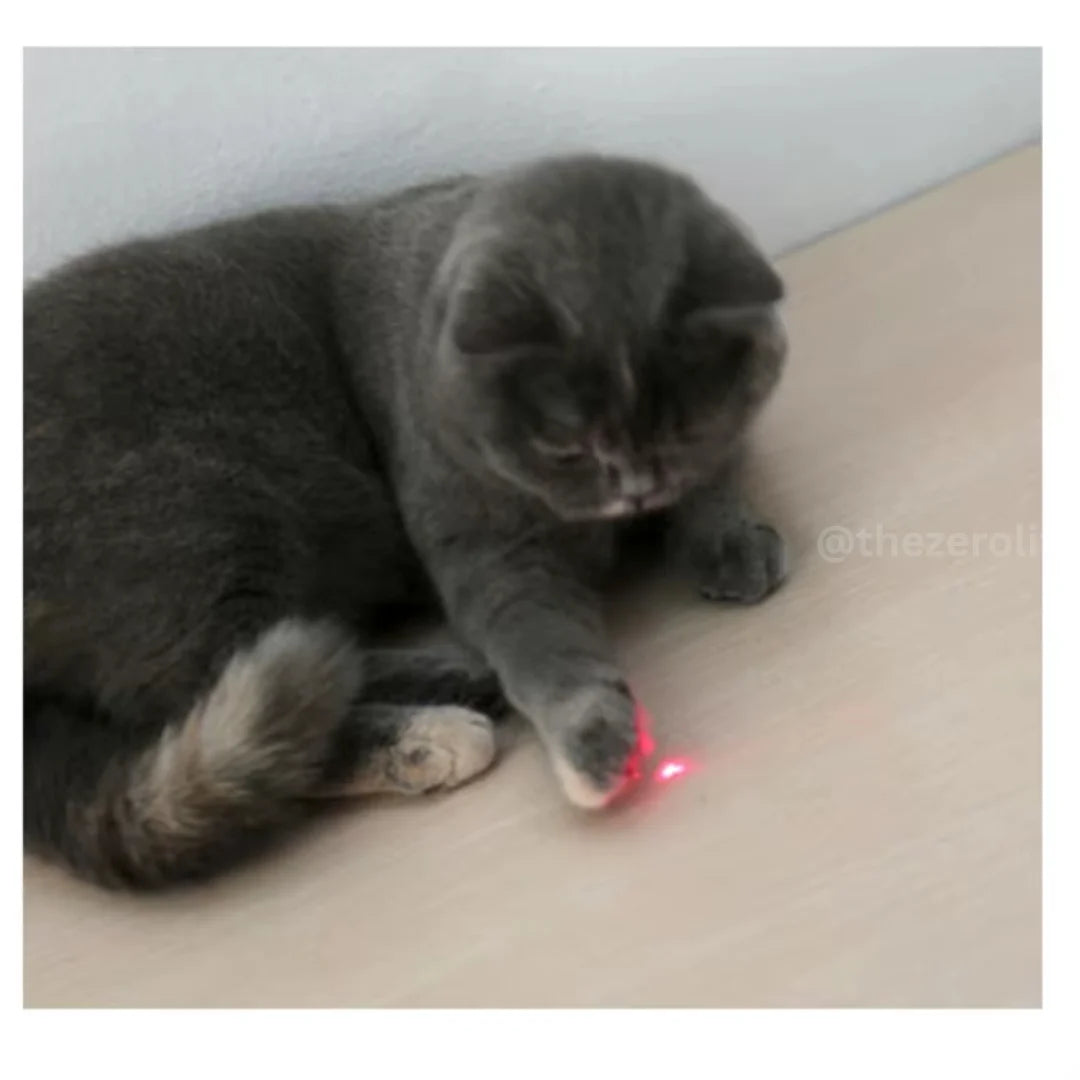 Gray cat playing with a red laser pointer on a light-colored surface